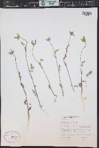 Daucus pusillus image