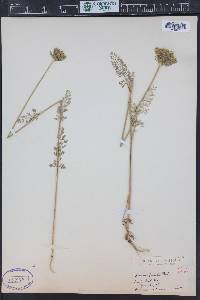 Daucus pusillus image