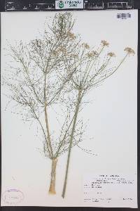 Foeniculum vulgare image