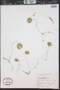Hydrocotyle verticillata image