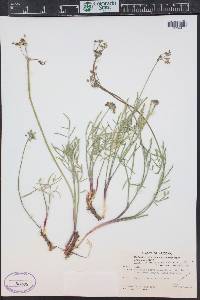 Lomatium nevadense image