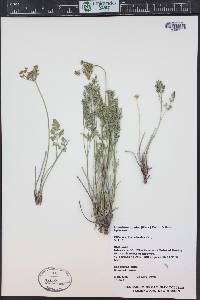 Lomatium bicolor image