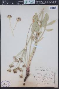 Lomatium nudicaule image