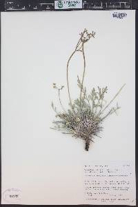 Lomatium nuttallii image