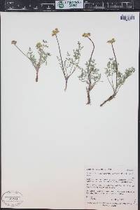 Lomatium juniperinum image