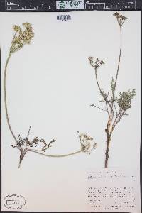 Lomatium juniperinum image