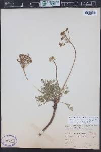 Lomatium juniperinum image