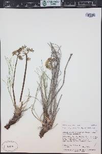 Lomatium junceum image