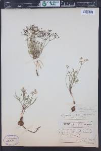 Lomatium farinosum image