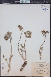 Lomatium dasycarpum image