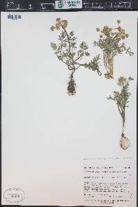 Lomatium cous image