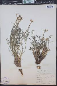 Lomatium grayi image