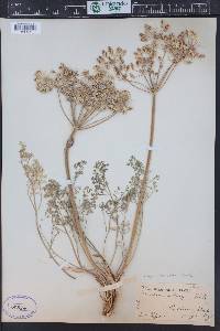 Lomatium grayi image