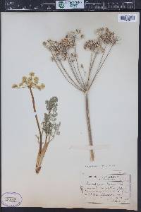 Lomatium grayi image