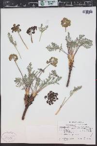 Lomatium foeniculaceum subsp. macdougalii image