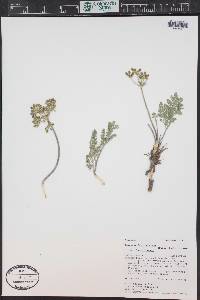 Lomatium foeniculaceum image