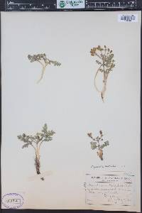 Lomatium martindalei image