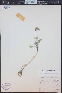 Lomatium nevadense image