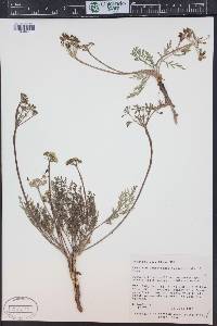 Lomatium juniperinum image