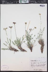 Lomatium scabrum image