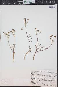 Lomatium sandbergii image