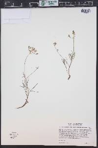 Lomatium simplex image