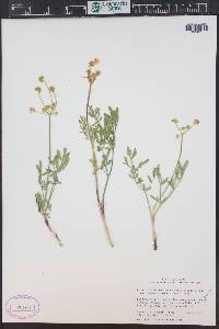 Lomatium simplex image