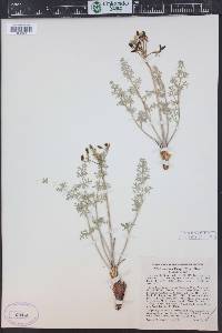 Lomatium parryi image