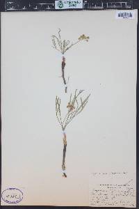 Lomatium simplex var. simplex image