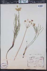 Lomatium simplex var. simplex image