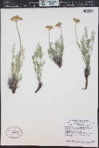 Musineon tenuifolium image