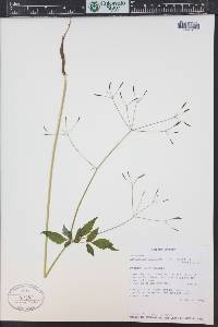 Osmorhiza purpurea image