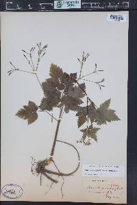 Image Associated With the Occurence