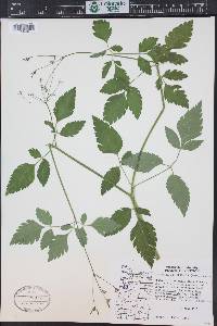 Osmorhiza occidentalis image