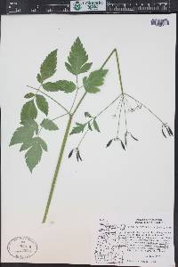 Osmorhiza occidentalis image