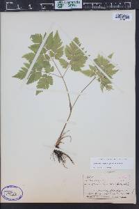 Image Associated With the Occurence