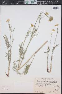 Pseudocymopterus montanus image