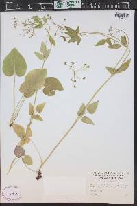 Zizia aptera image