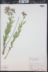 Amsonia jonesii image