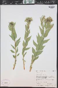 Amsonia jonesii image