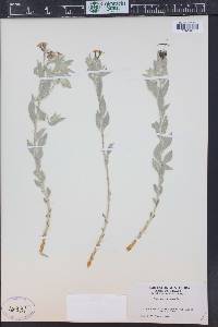 Amsonia tomentosa image