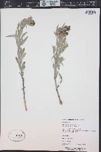 Amsonia tomentosa image