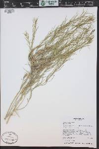 Amsonia tomentosa var. stenophylla image