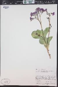 Cycladenia humilis image