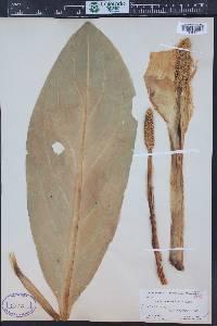 Lysichiton camtschatcensis image