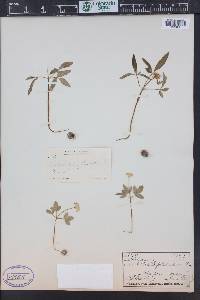 Aralia trifolia image