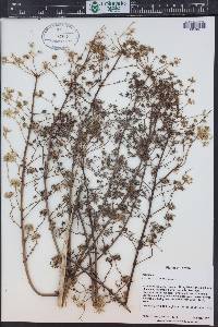 Aralia bipinnata image