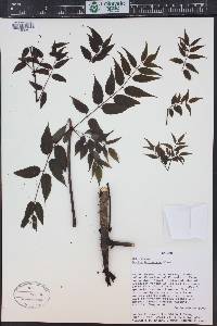 Aralia bipinnata image