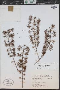 Aralia bipinnata image