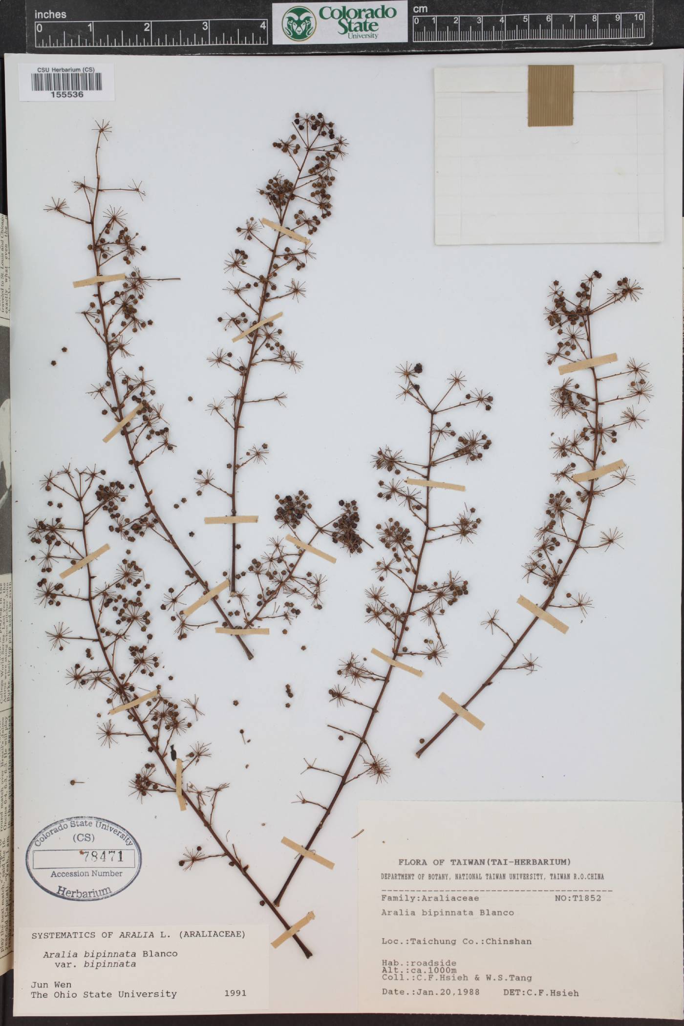 Aralia bipinnata image